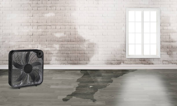 Best Local water damage restoration  in Peshtigo, WI